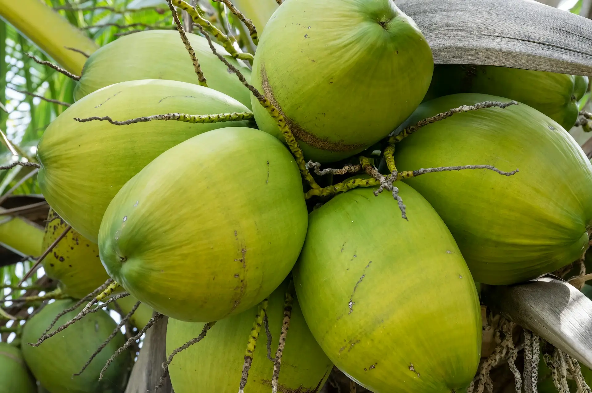 Tender-Coconut