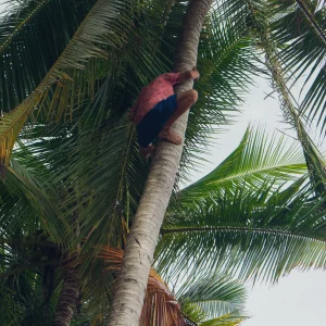Tender-Coconut-3