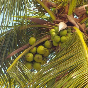 Tender-Coconut